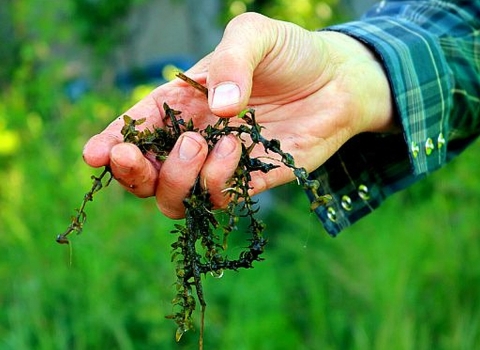 Stringy green vegetation being held in a person's hand