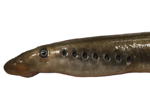 a shiny brown tube like fish