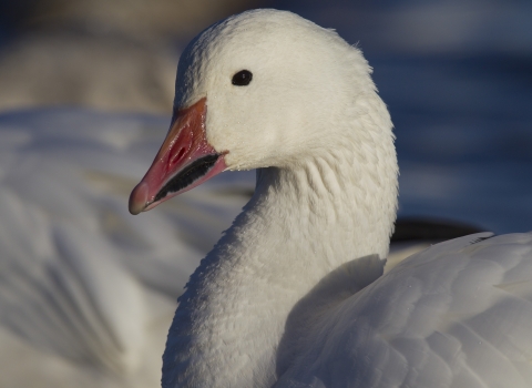 Close-up photo of a snow goose's head and neck.