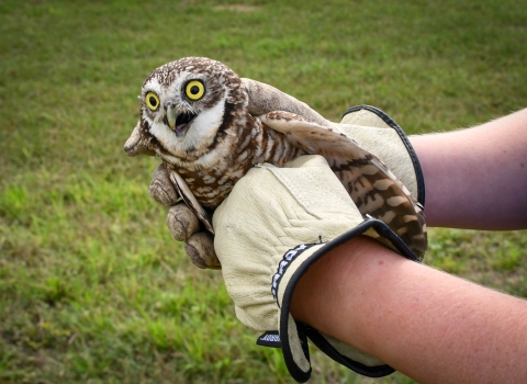 western burrowing owl held in gloved hands