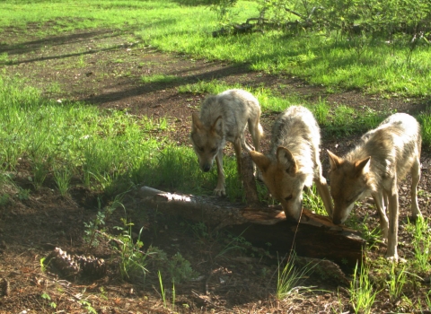 Three young Mexican wolves inspect a log on the ground in the wild