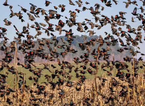 Many red-winged blackbirds filling the sky