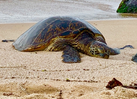 A green sea turtle lays on th ebeach.