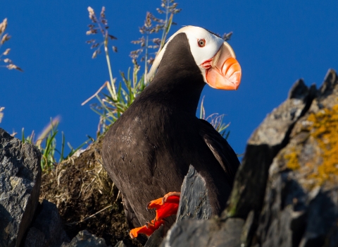Tufted puffin perched on a cliff with bright orange feet showing