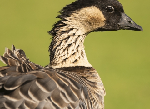 A large goose stares back at the camera. Wind ruffles its feathers. The goose almost appears to be smiling for the camera.