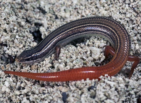 A Florida Key mole skink is shown from above, curled on top of the sand. His back is brown with lengthwise beige and black stripes and a pinkish red tail.