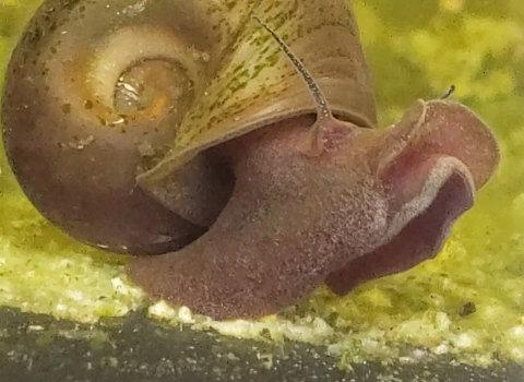 snail underwater