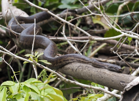 a snake on the branch of a tree