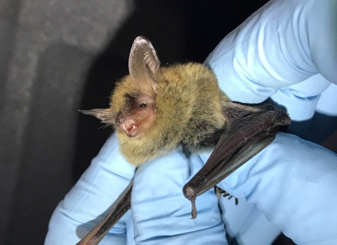 Small bat with long ears held by two hands wearing blue gloves