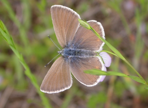 Female fenders blue butterfly on a small pink flower. Wings are spread out and you can see the brownish blue color on top with an outline of white on the wings.