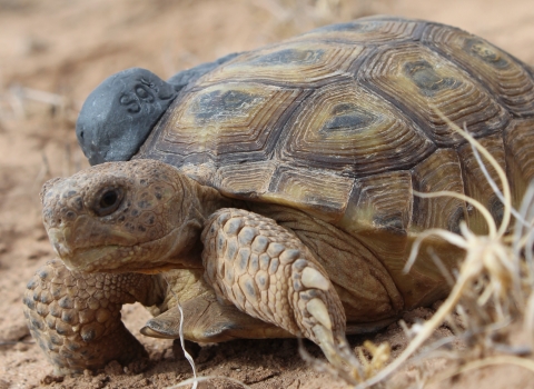 A tan tortoise crawls along sandy terrain, with some dry grass in the foreground. The there's a putty lump on the shell reading "S9"