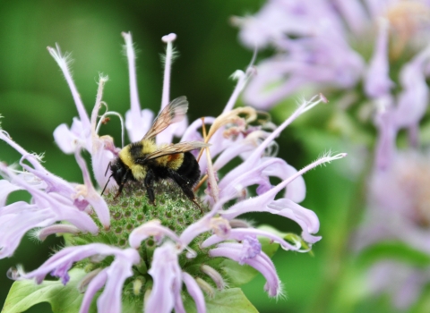 a rusty patched bumblebee on a bee balm flower