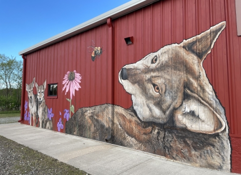 red wolf painted on a building with red background