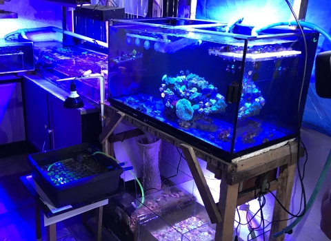 corals in three aquatic tanks under blue light. 