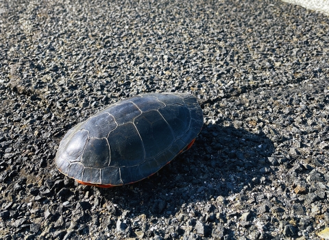A painted turtle retreats into its shell while sitting on the side of a busy road