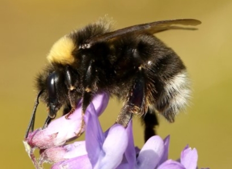 A western bumble bee sits on a purple flower