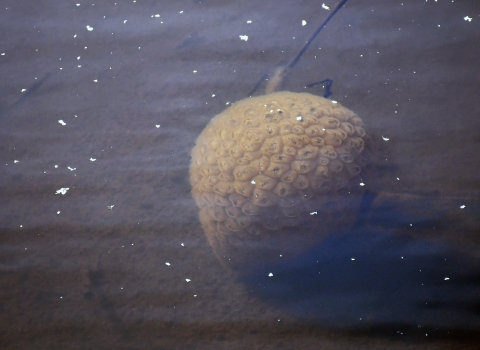 A round spongy-looking blob is seen in a pond