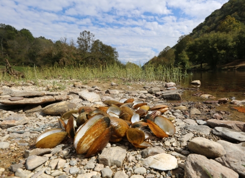 A pile of recently dead freshwater mussels collected by biologists from the Clinch River at Sycamore Island, Virginia.