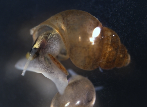Extreme close-up of a tiny brown snail.