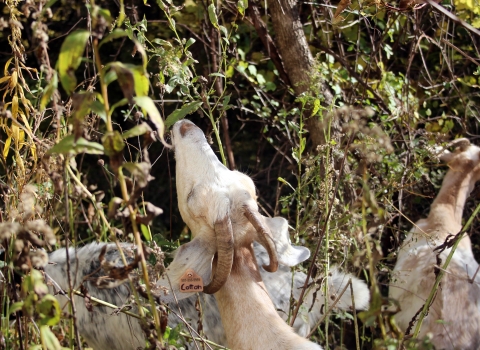 White goats graze in the thick underbrush. The goat in the foreground wears a tag on its ear that says "cotton."