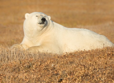Polar bear relaxing in sunshine
