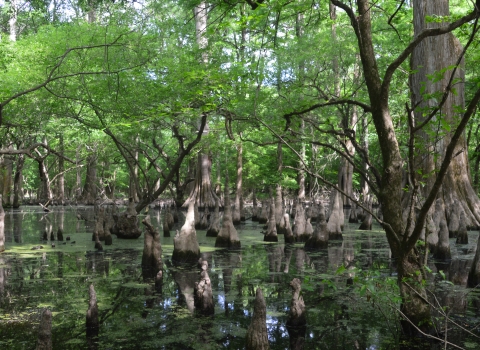 Wetland trees emerging from a flooded swamp