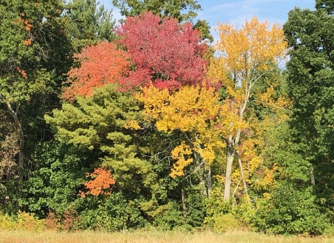 Photo of fall foliage, colorful trees in new england.