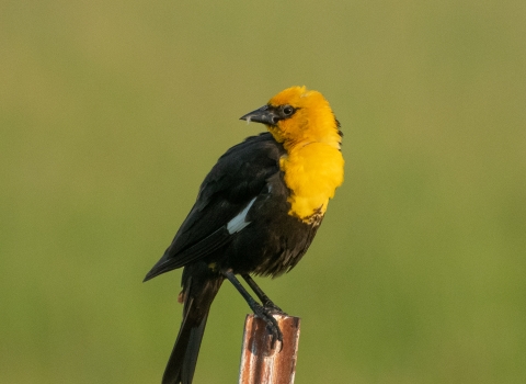 A black bird with yellow breast and head perches on a metal post