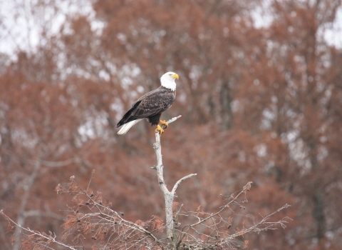 Bald Eagle on Reelfoot Lake 2