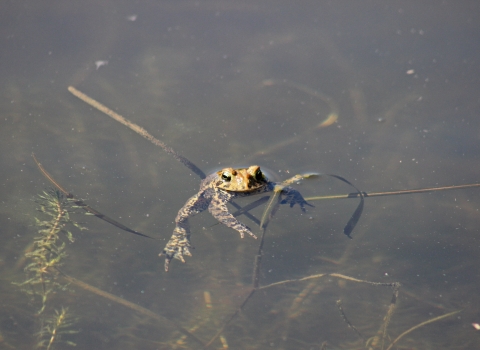 American toad sprawled out and floating with its head above the surface of a slightly murky pond with water vegetation visible beneath the surface.