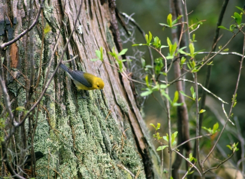 A small yellow bird with silver-gray wings perches horizontally on the side of a thick tree trunk.