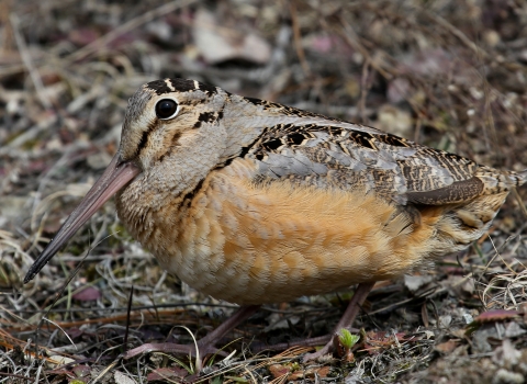 An American woodcock, stares straight into the camera lens. The bird blends into the background of brown and green. It has a small black eyes and long beak.