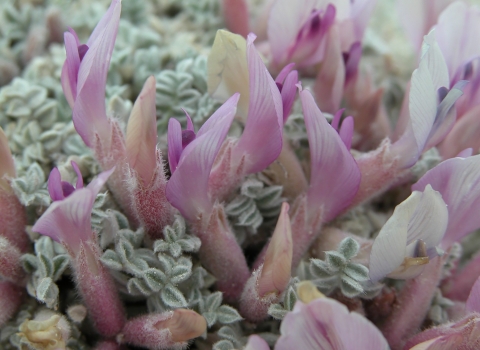 closeup of pink-flowering plant