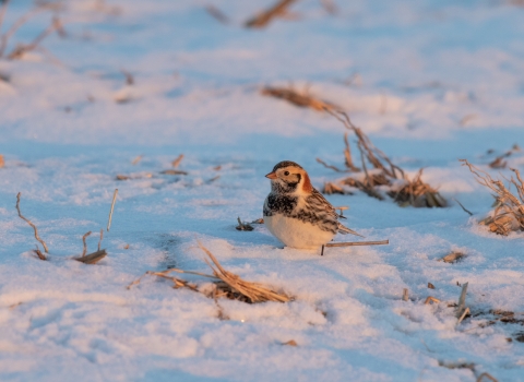 Lapland longspur in the snow