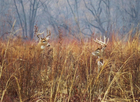 Two white-tailed deer bucks in tall grass