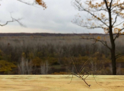 A spindly walking stick bug on a horizontal wooden rail looking out over a wooded flood plain
