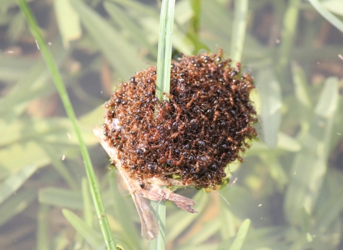 A small floating group of fire ants surrounds a blade of grass and floats on top of still water