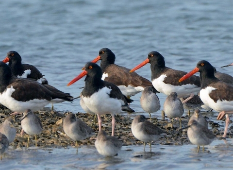 More than a dozen black-and-white birds and tan birds standing clustered together in shallow water