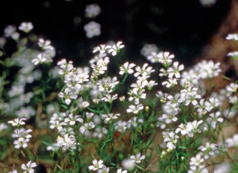 A white flowering plant.