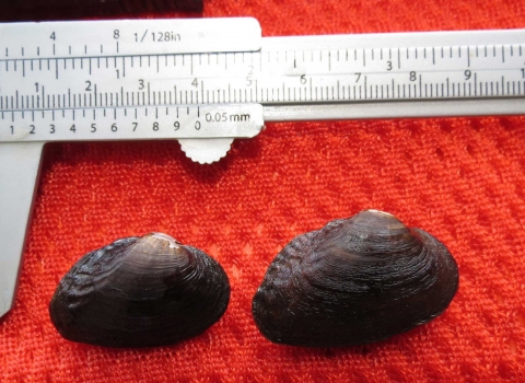 Dark brown, black shell mussel on a red cloth with a measuring scale.
