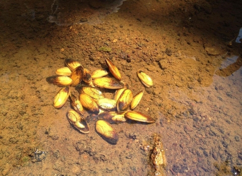 A group of about a dozen small triangular shellfish in shallow water.