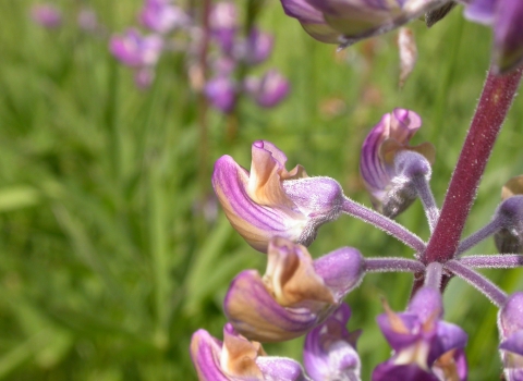 Close up of a purple kincaid's lupine flower
