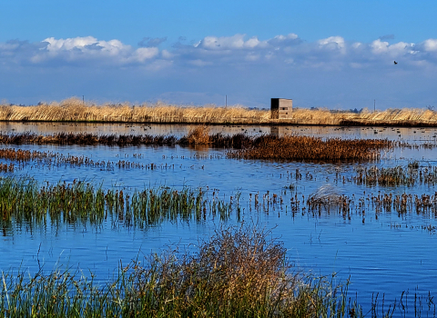 Wetlands scene with emergent grasses and ducks. A square building with a is on a levee beyond an area of open water. 