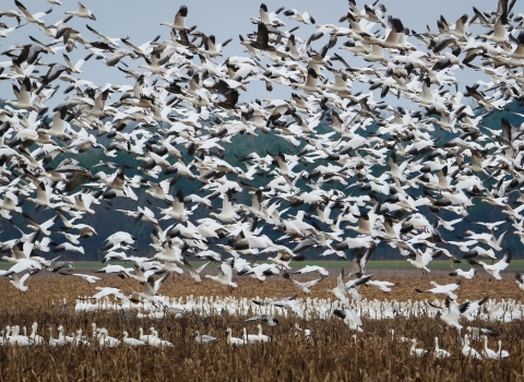 Dozens of white and black snow geese fill the sky in flight