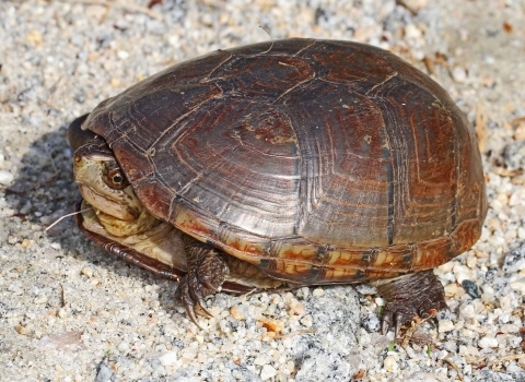 Eastern mud turtle with head partially retreat in it's shell