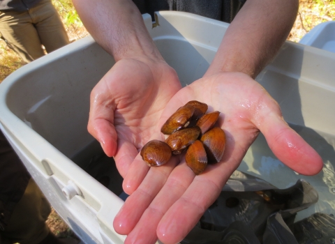 Seven yellow-brown mussels on a hand extended.