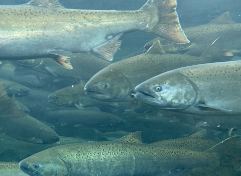 salmon swimming in a viewing pond
