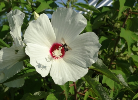 5 petal white flower with magenta center