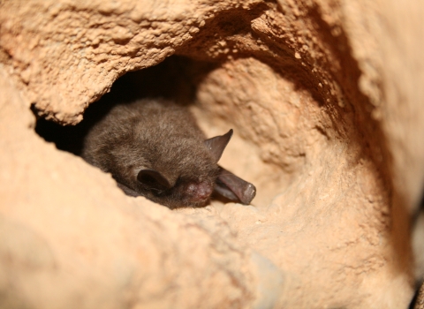A single Indiana bat rests on a ledge in a cave, wings folded at its sides