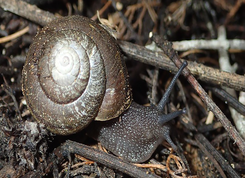 A brown snail with a brown spiral banded shell